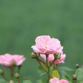 The Fairy Shrub Rose (Rosa The Fairy) 1